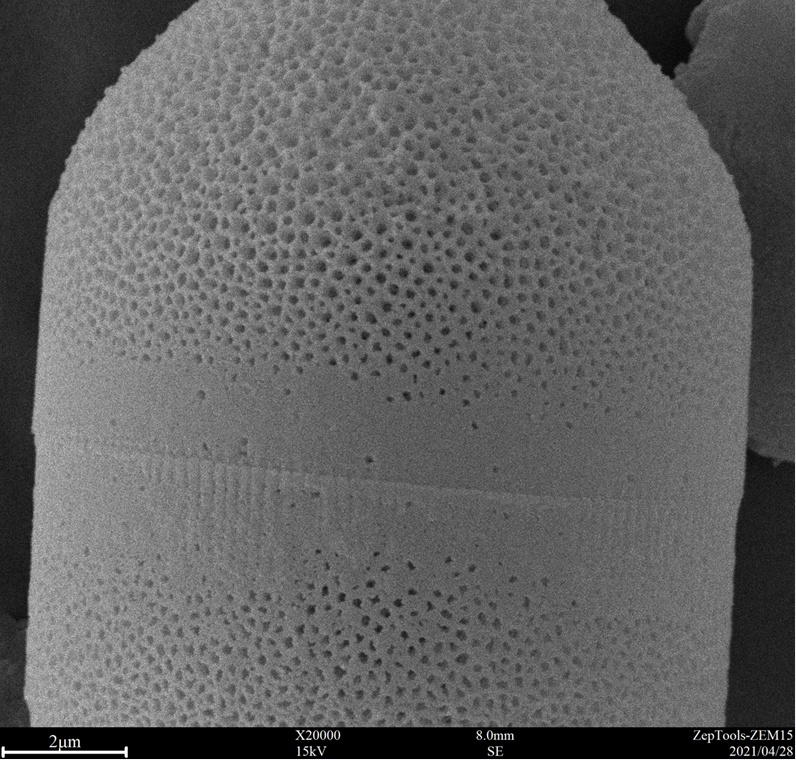 ZEM桌面臺式掃描電鏡-掃描電鏡價格(圖6) 臺式掃描電鏡應(yīng)用4.png