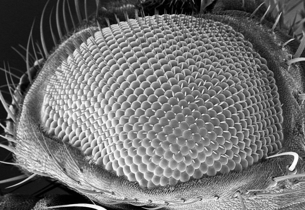 昆蟲復眼噴金后掃描電鏡成像 3.png 昆蟲復眼噴金后掃描電鏡成像 3.png